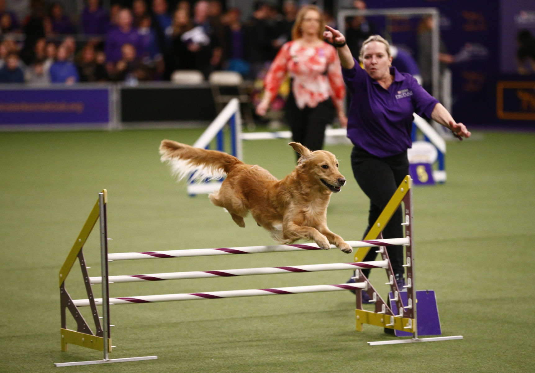 Westminster Kennel Club Dog Show